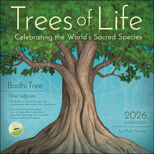 2026 Calendar Trees of Life Square Wall, Amber Lotus AM98373