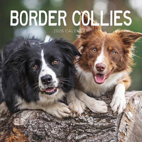 2026 Calendar Border Collies Square Wall Paper Pocket CAB6