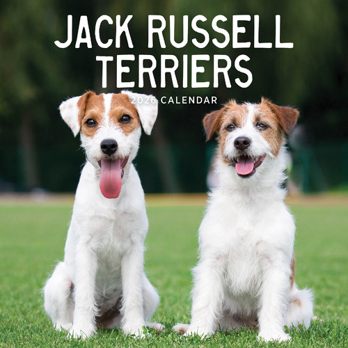 2026 Calendar Jack Russel Terriers Square Wall Paper Pocket CAB20
