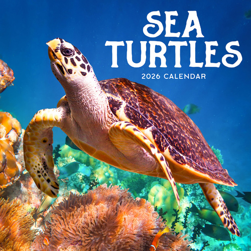 2026 Calendar Sea Turtles Square Wall Paper Pocket CAB35