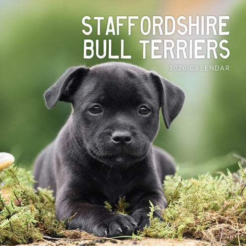 2026 Calendar Staffordshire Bull Terriers Square Wall Paper Pocket CAB32