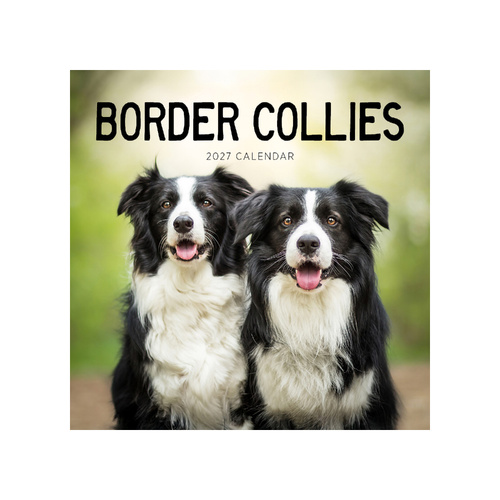 2027 Calendar Border Collies Square Wall, Paper Pocket CAB6