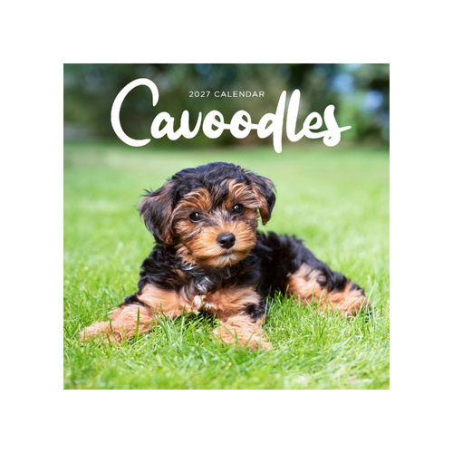 2027 Calendar Cavoodles Square Wall, Paper Pocket CAB44