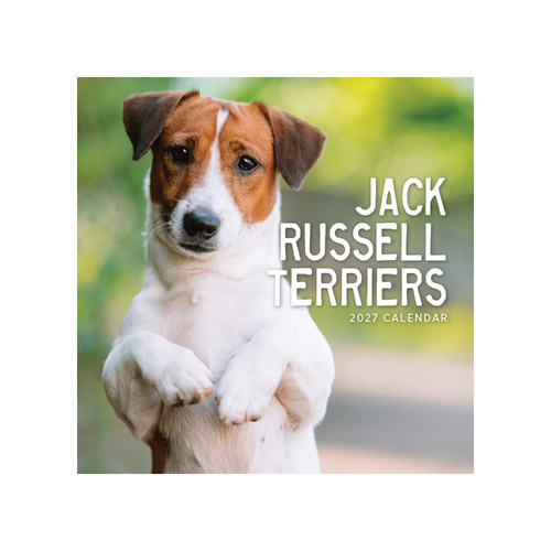 2027 Calendar Jack Russel Terriers Square Wall, Paper Pocket CAB20