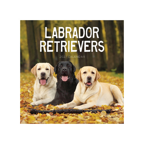 2027 Calendar Labrador Retrievers Square Wall, Paper Pocket CAB60
