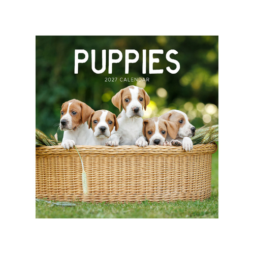 2027 Calendar Puppies Square Wall, Paper Pocket CAB26