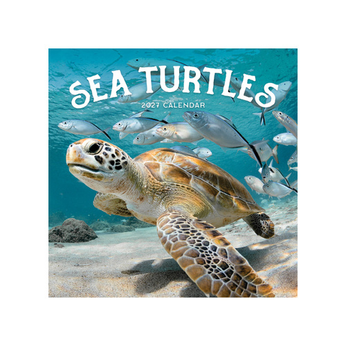 2027 Calendar Sea Turtles Square Wall, Paper Pocket CAB35