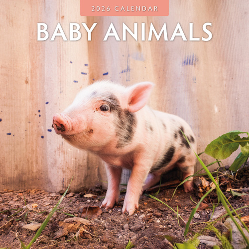 2026 Calendar Baby Animals 16-Month Square Wall, Red Robin RR261006