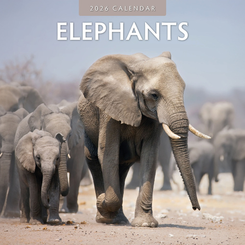 2026 Calendar Elephants 16-Month Square Wall, Red Robin RR261027