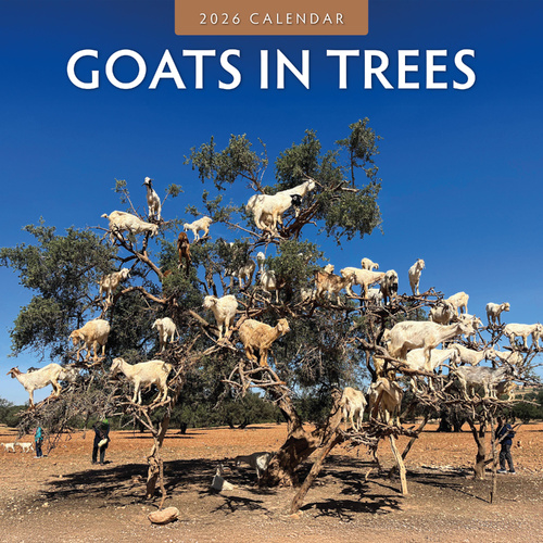 2026 Calendar Goats in Trees 16-Month Square Wall, Red Robin RR261033