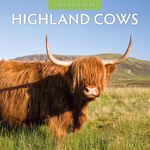 2026 Calendar Highland Cows 16-Month Square Wall, Red Robin RR261036