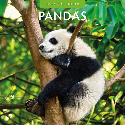 2026 Calendar Pandas 16-Month Square Wall, Red Robin RR261045