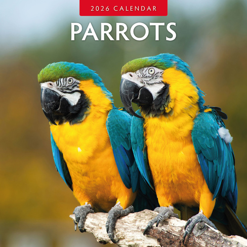 2026 Calendar Parrots 16-Month Square Wall, Red Robin RR261046