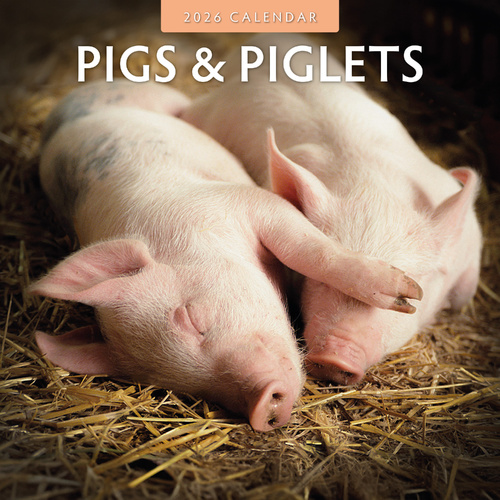2026 Calendar Pigs & Piglets 16-Month Square Wall, Red Robin RR261048