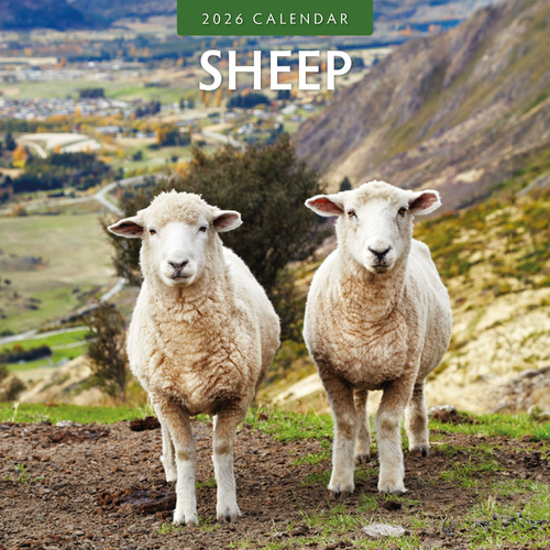 2026 Calendar Sheep 16-Month Square Wall, Red Robin RR261054