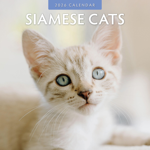 2026 Calendar Siamese Cats 16-Month Square Wall, Red Robin RR261055