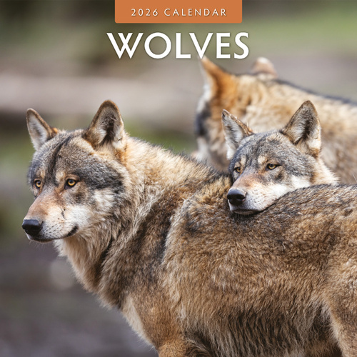 2026 Calendar Wolves 16-Month Square Wall, Red Robin RR261062