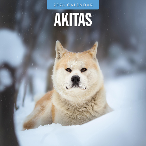 2026 Calendar Akitas 16-Month Square Wall, Red Robin RR261065