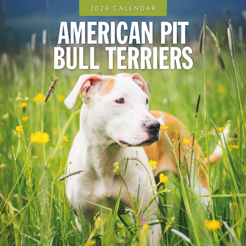 2026 Calendar American Pit Bull Terriers 16-Month Square Wall, Red Robin RR261067