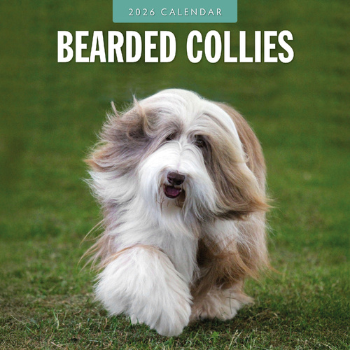 2026 Calendar Bearded Collies 16-Month Square Wall, Red Robin RR261073
