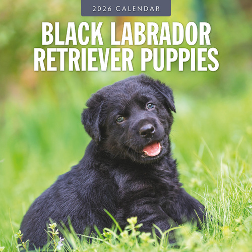 2026 Calendar Black Labrador Retriever Puppies 16-Month Square Wall, Red Robin RR261078
