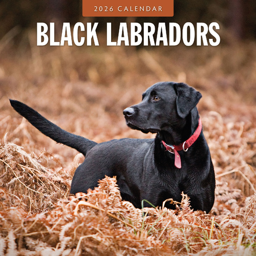 2026 Calendar Black Labradors 16-Month Square Wall, Red Robin RR261079