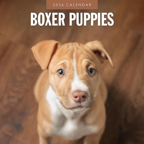 2026 Calendar Boxer Puppies 16-Month Square Wall, Red Robin RR261086