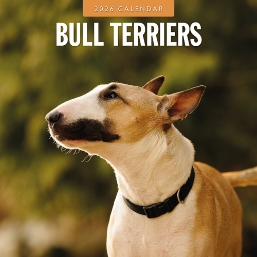2026 Calendar Bull Terriers 16-Month Square Wall, Red Robin RR261088