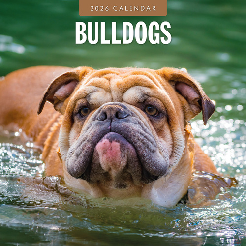 2026 Calendar Bulldogs 16-Month Square Wall, Red Robin RR261089