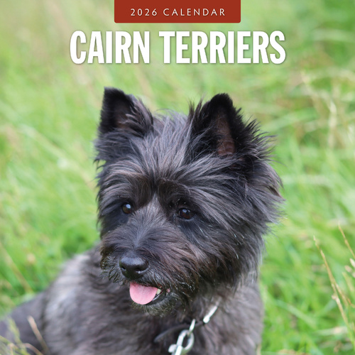 2026 Calendar Cairn Terriers 16-Month Square Wall, Red Robin RR261091