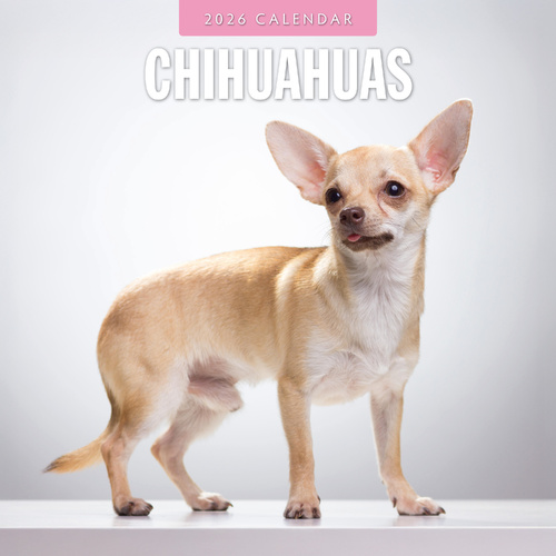 2026 Calendar Chihuahuas 16-Month Square Wall, Red Robin RR261094