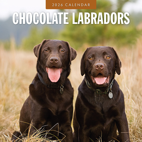 2026 Calendar Chocolate Labradors 16-Month Square Wall, Red Robin RR261095