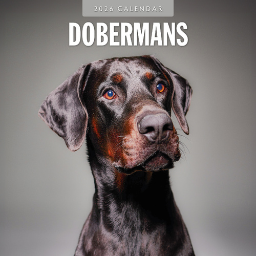 2026 Calendar Dobermans 16-Month Square Wall, Red Robin RR261104