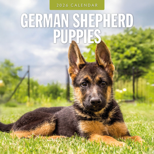 2026 Calendar German Shepherd Puppies 16-Month Square Wall, Red Robin RR261112