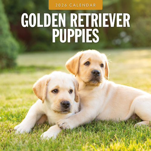 2026 Calendar Golden Retriever Puppies 16-Month Square Wall, Red Robin RR261115