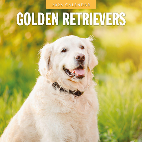 2026 Calendar Golden Retrievers 16-Month Square Wall, Red Robin RR261116