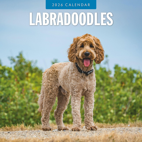 2026 Calendar Labradoodles 16-Month Square Wall, Red Robin RR261126