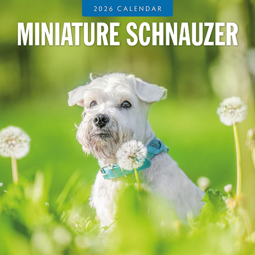 2026 Calendar Miniature Schnauzer 16-Month Square Wall, Red Robin RR261134
