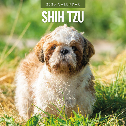 2026 Calendar Shih Tzu 16-Month Square Wall, Red Robin RR261157