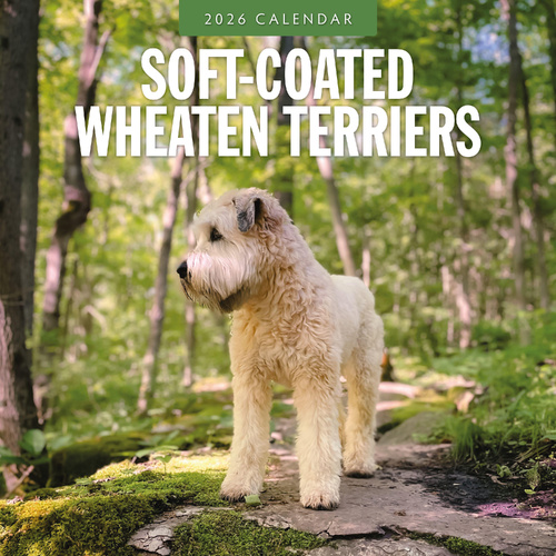 2026 Calendar Soft-coated Wheaten Terriers 16-Month Square Wall, Red Robin RR261159