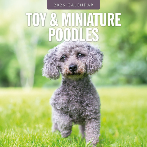 2026 Calendar Toy & Miniature Poodles 16-Month Square Wall, Red Robin RR261163