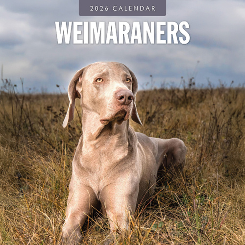 2026 Calendar Weimaraners 16-Month Square Wall, Red Robin RR261165