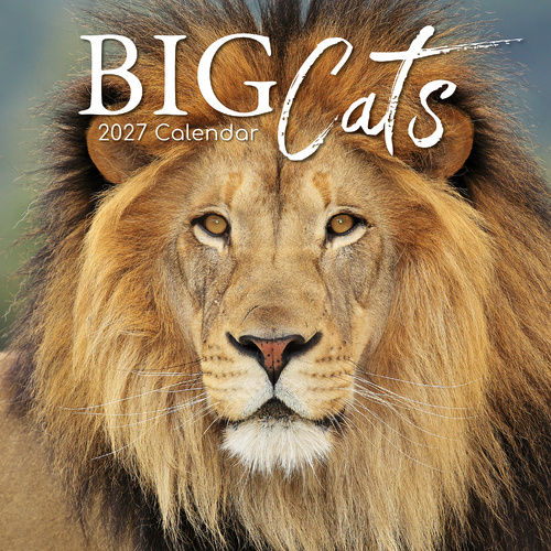 2027 Calendar Big Cats Square Wall, Gifted Stationery GSC26988