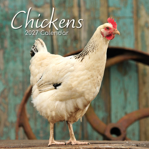 2027 Calendar Chickens Square Wall, Gifted Stationery GSC26995