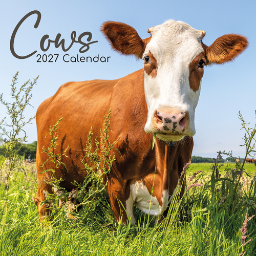 2027 Calendar Cows Square Wall, Gifted Stationery GSC26998