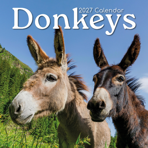 2027 Calendar Donkeys Square Wall, Gifted Stationery GSC27005
