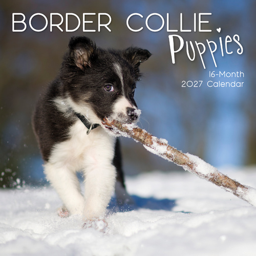2027 Calendar Paw Prints Border Collie Puppies Square Wall, Gifted Stationery GSC27033