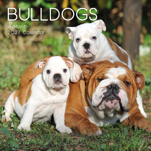 2027 Calendar Paw Prints Bulldogs Square Wall, Gifted Stationery GSC27038