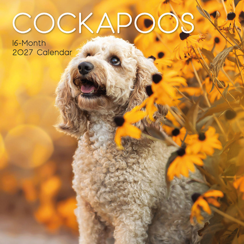 2027 Calendar Paw Prints Cockapoos Square Wall, Gifted Stationery GSC27042