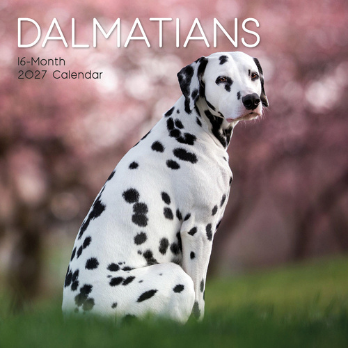 2027 Calendar Paw Prints Dalmatians Square Wall, Gifted Stationery GSC27045